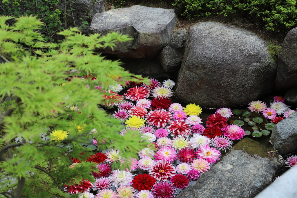 華の池