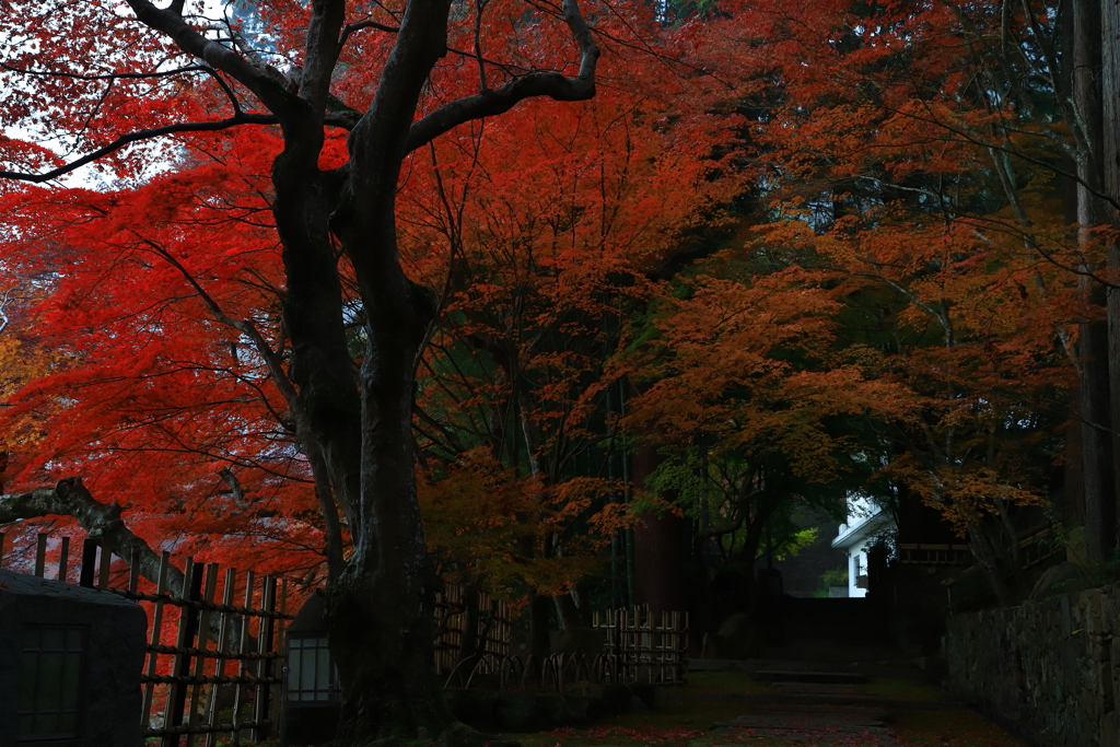紅葉