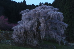 又兵衛桜