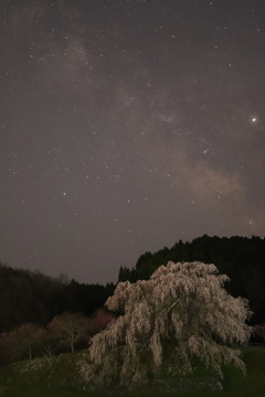 又兵衛桜と天の川