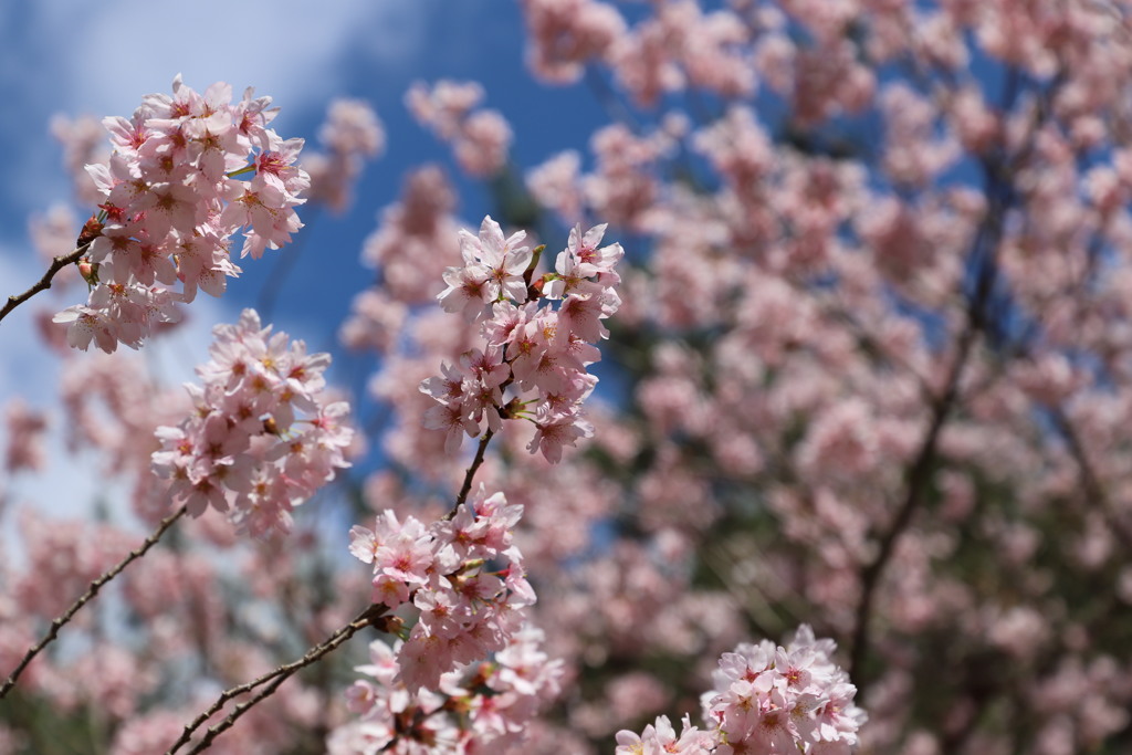 桜