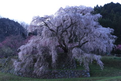 又兵衛桜