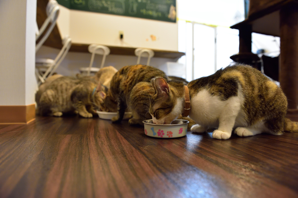 食事中