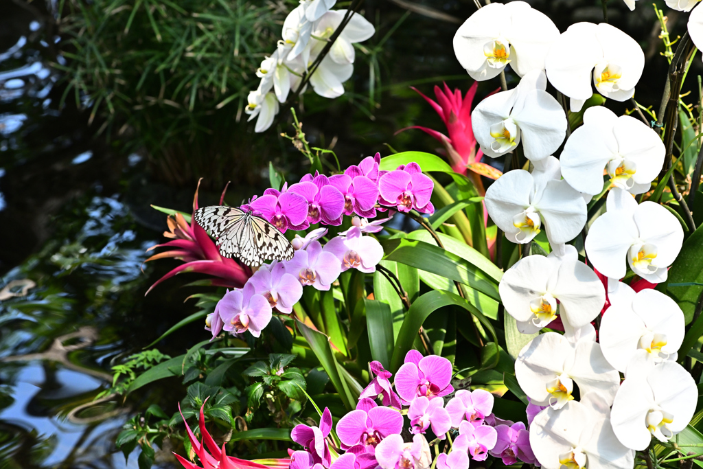 胡蝶蘭とオオゴマダラ