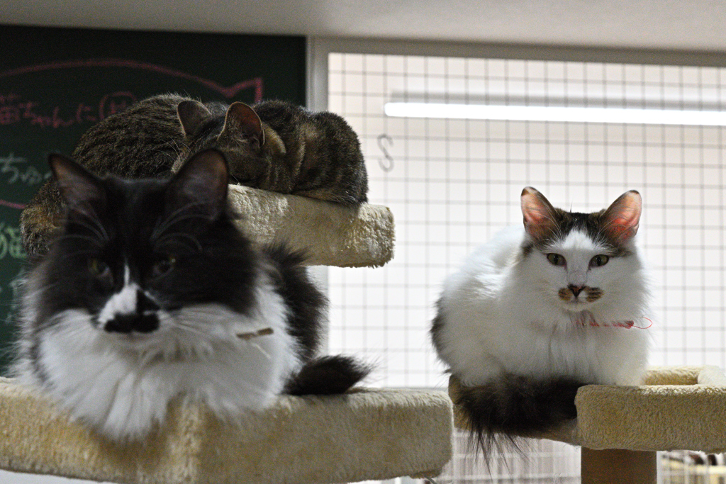 キャットタワー3ニャン衆