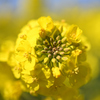 菜の花 その1