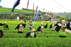 お茶摘みやってます！