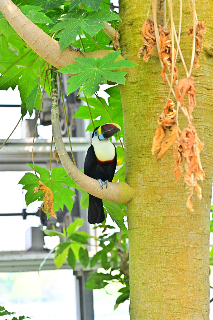 シロムネオニオオハシ②