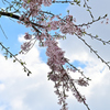 しだれ桜③