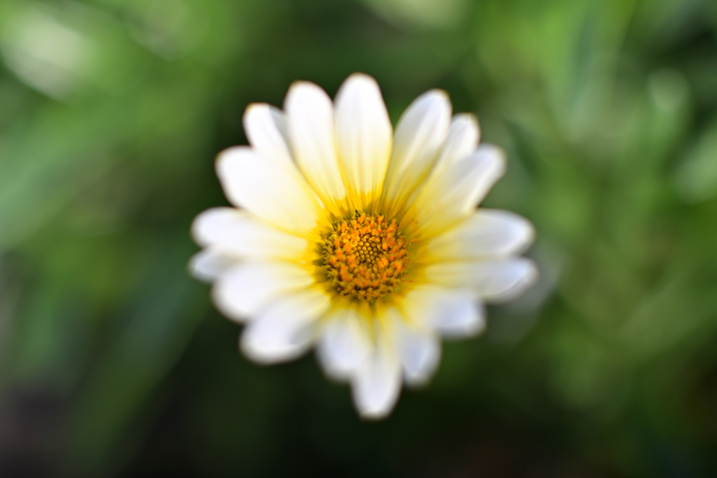 花～開放