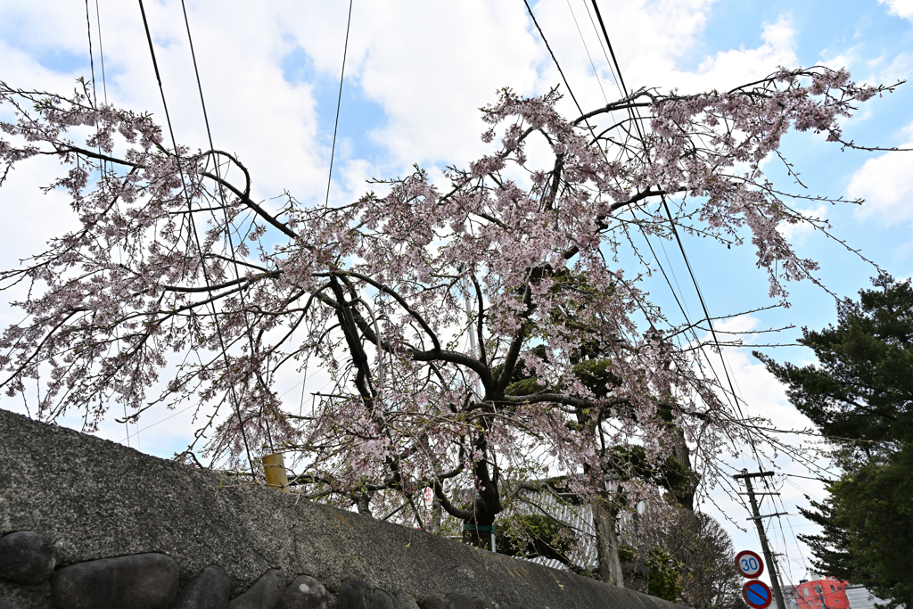 しだれ桜①