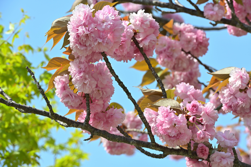 八重桜①