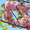 八重桜①