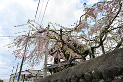 しだれ桜②