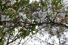 まだつぼみの目立つ尾道の桜