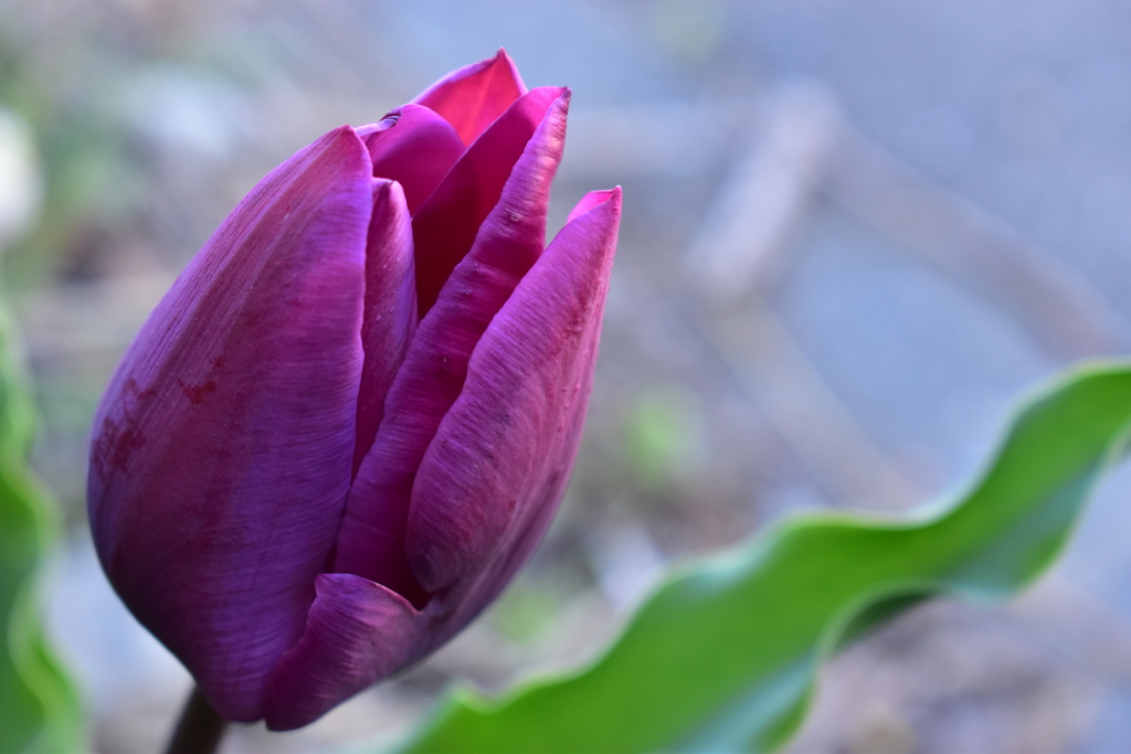 Red-purple