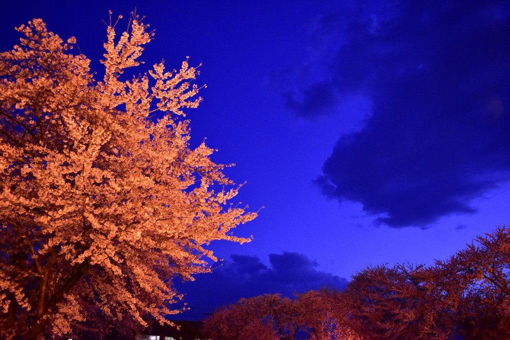 紫に染まる夜空