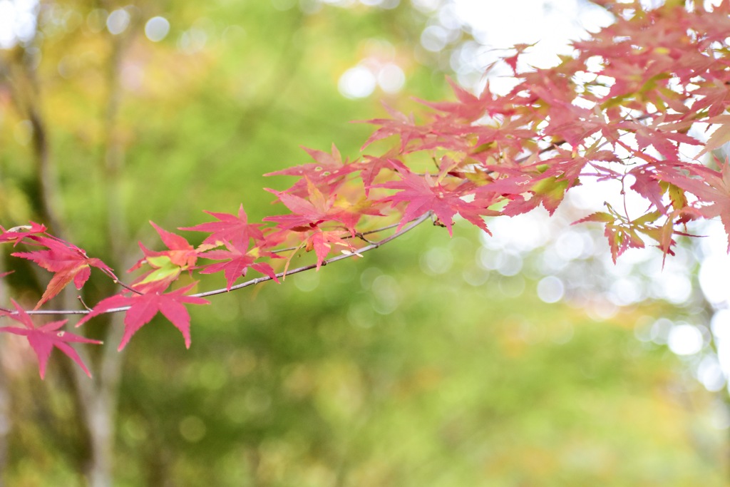 紅葉