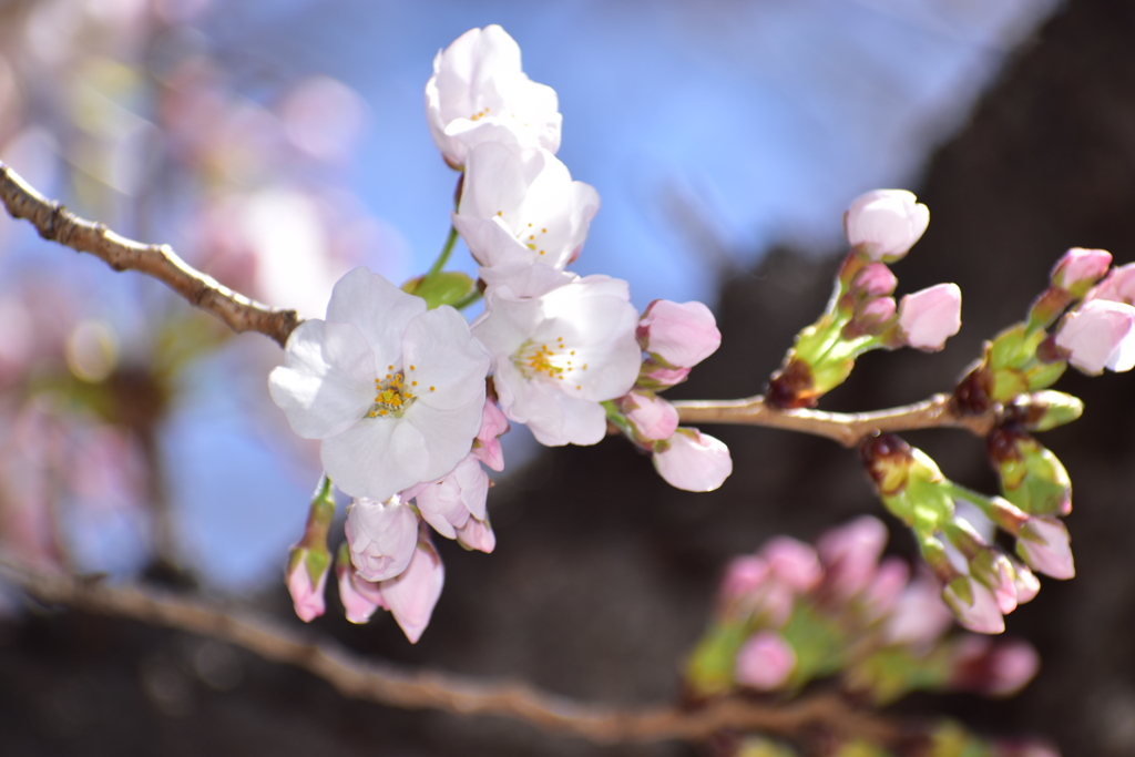 私的・本年初桜