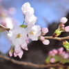 私的・本年初桜