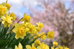 黄色と桜色