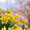 黄色と桜色