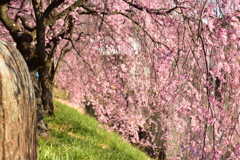 桜色のカーテン