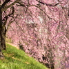 桜色のカーテン