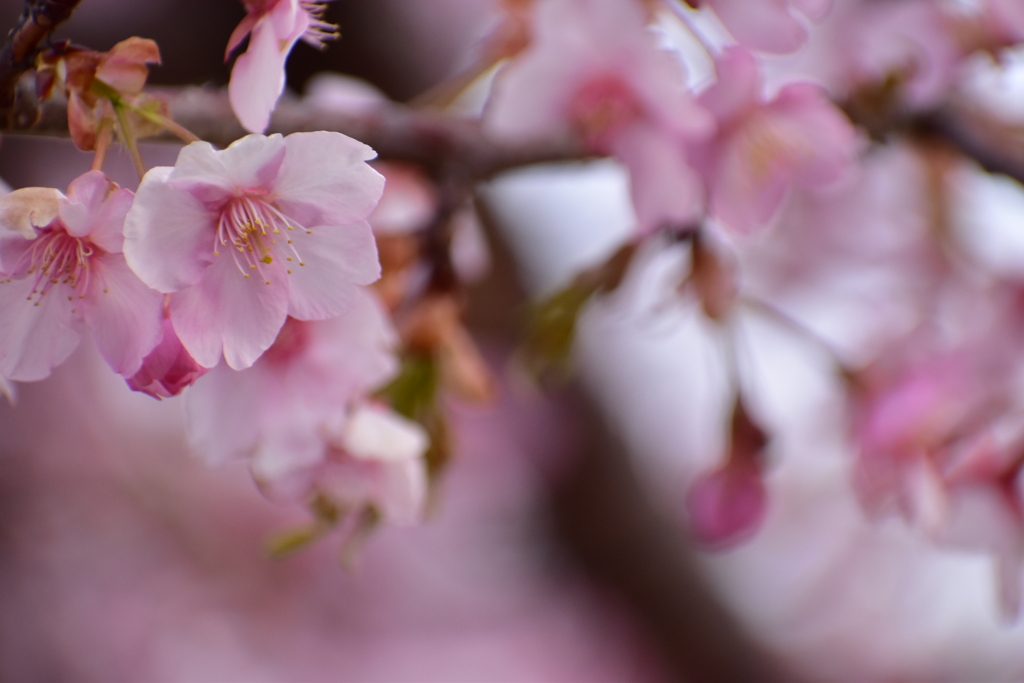 花も終わりの河津桜色