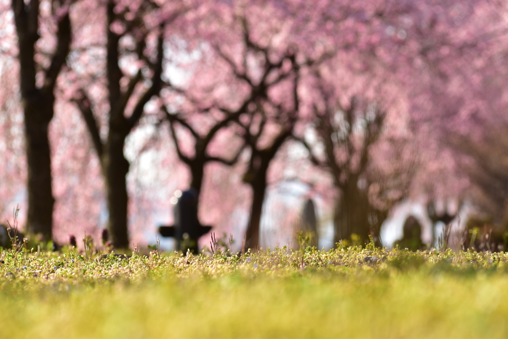 枝垂れ桜を見上げて