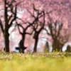 枝垂れ桜を見上げて