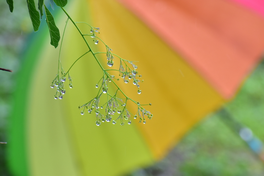 虹と雨粒