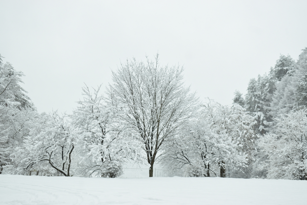 雪と雪空と雪樹