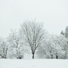 雪と雪空と雪樹