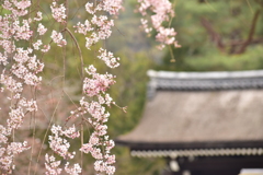 桜と南禅寺