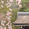 桜と南禅寺