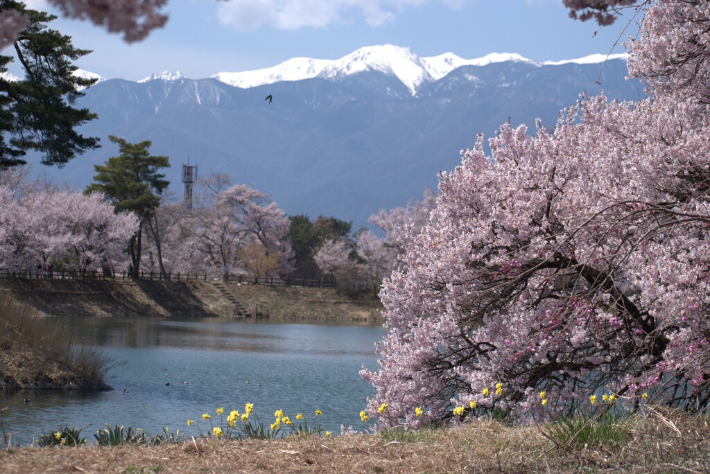 信州の春