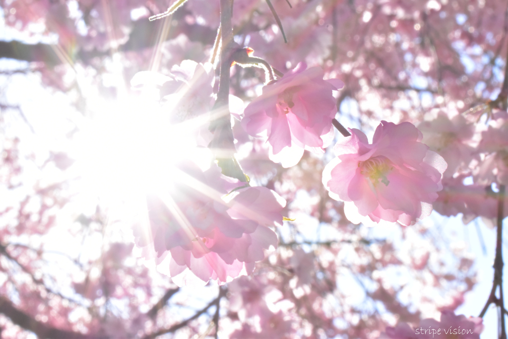 桜と光芒