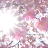 桜と光芒