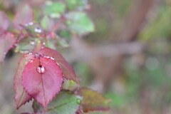 薔薇としずく