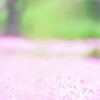 一面のフクロナデシコ