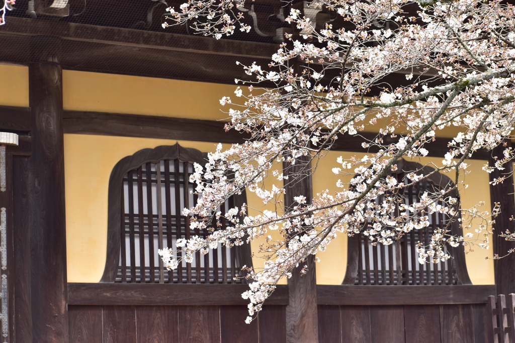 南禅寺と桜
