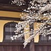 南禅寺と桜