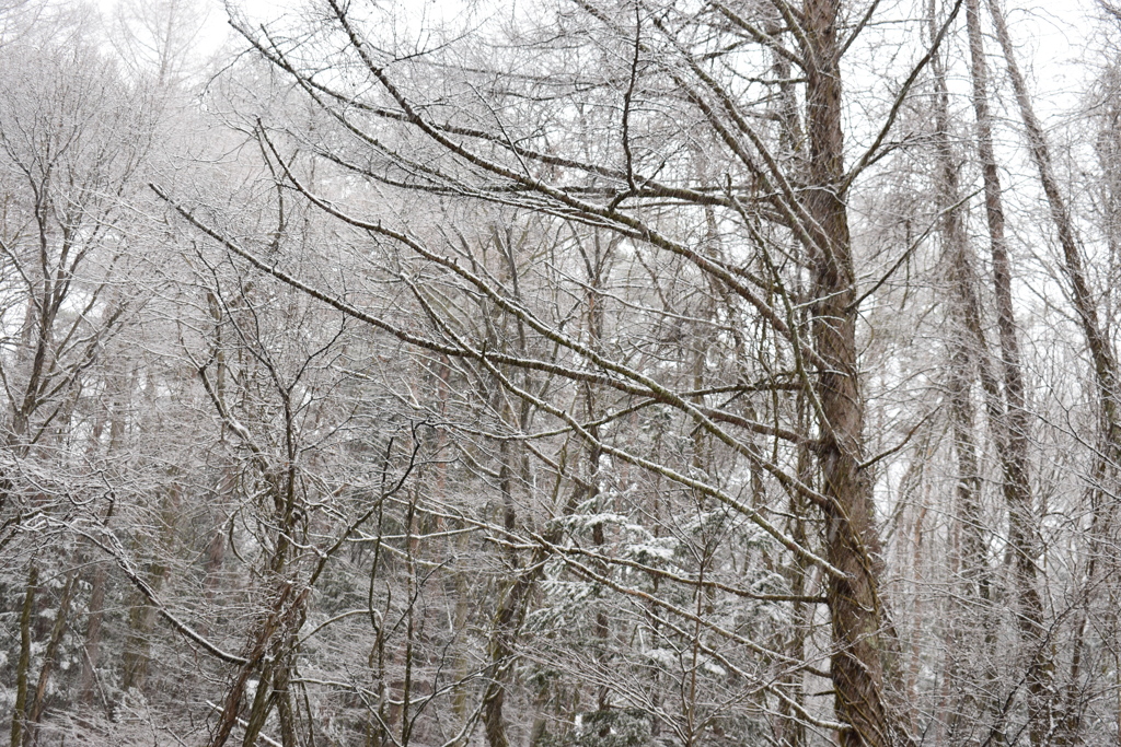 今年一番の雪景色