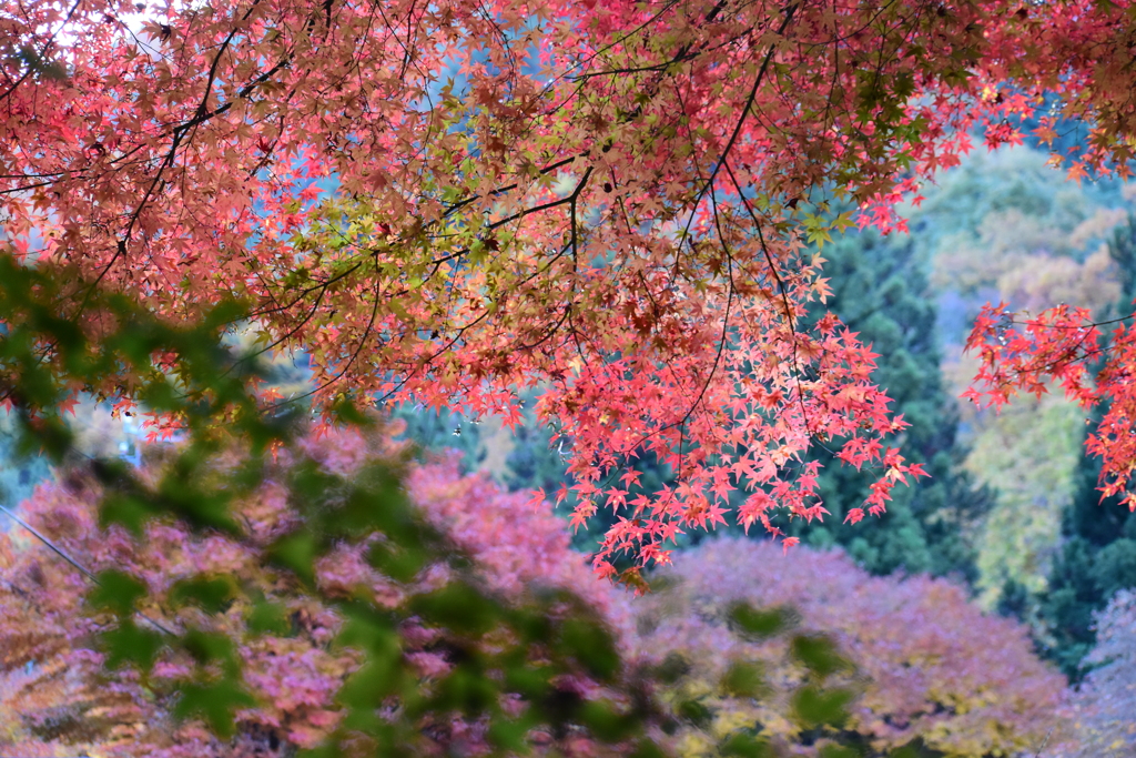 色の織りなす風景・紅葉