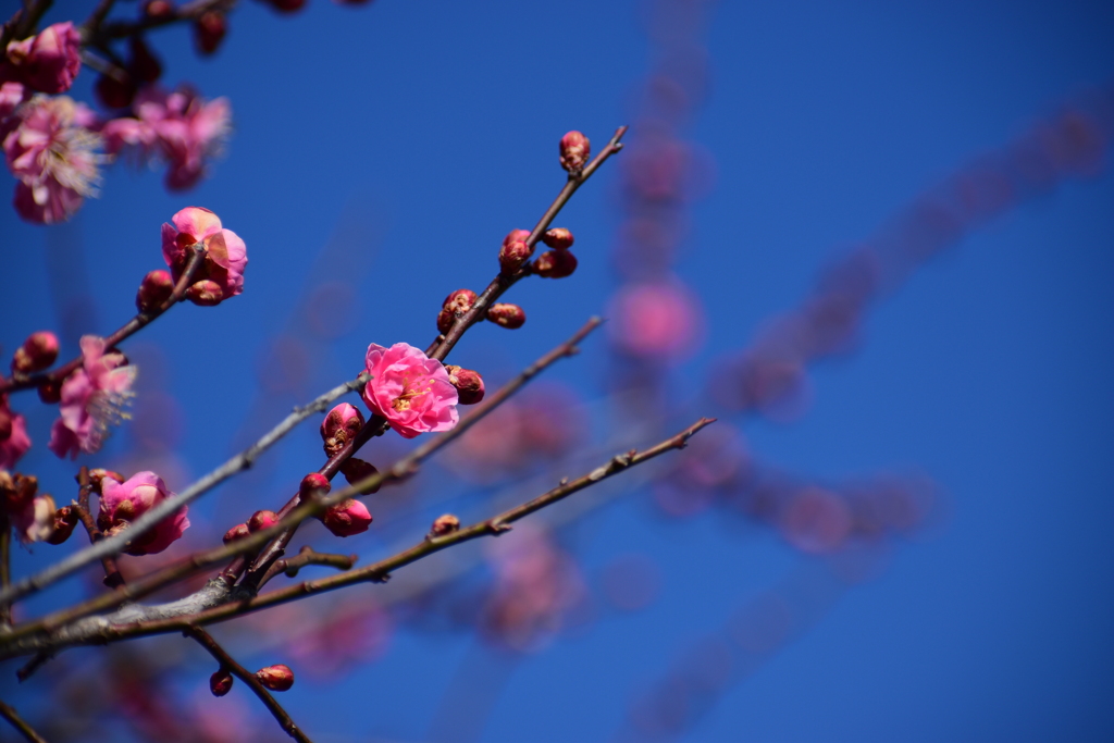 春はそこまで