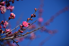 春はそこまで