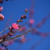 春はそこまで