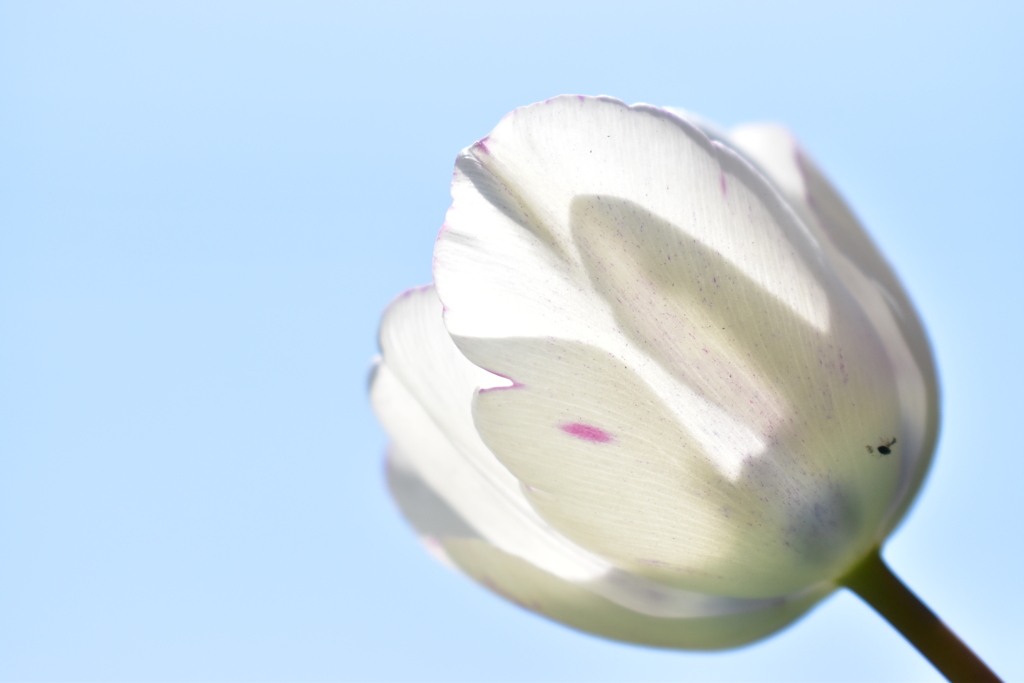 陽に透けて