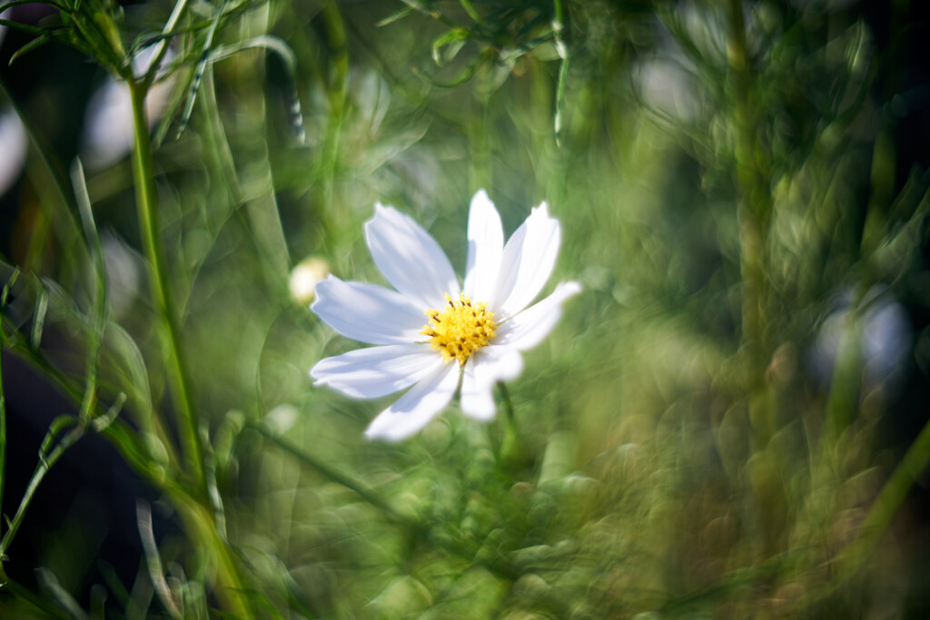 秋桜